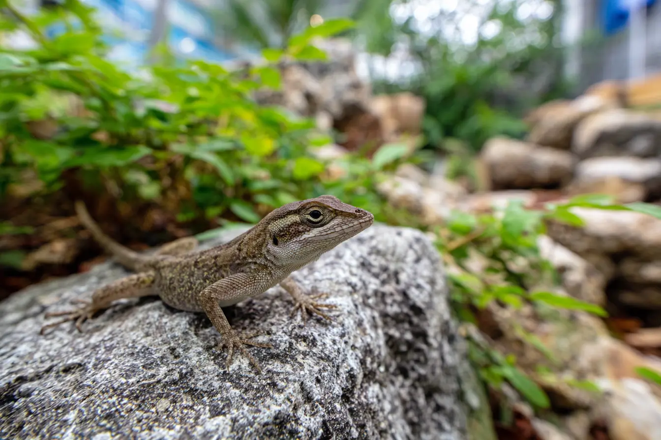 Brown Anole: The Resilient Colonist of the Tropics