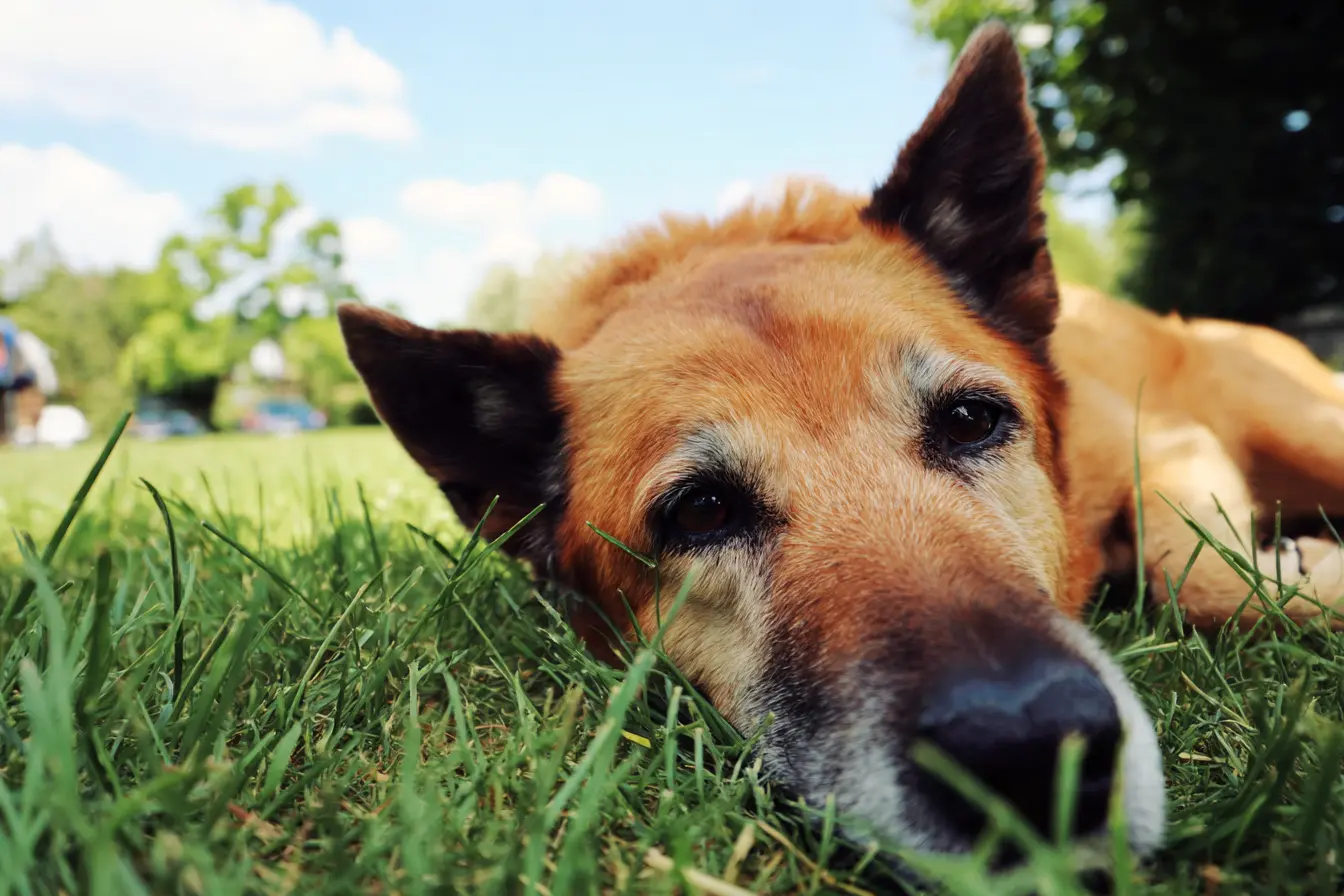 Long Distance Car Travel With Dogs: How to Keep Your Dog Safe, Comfortable and Stress-Free