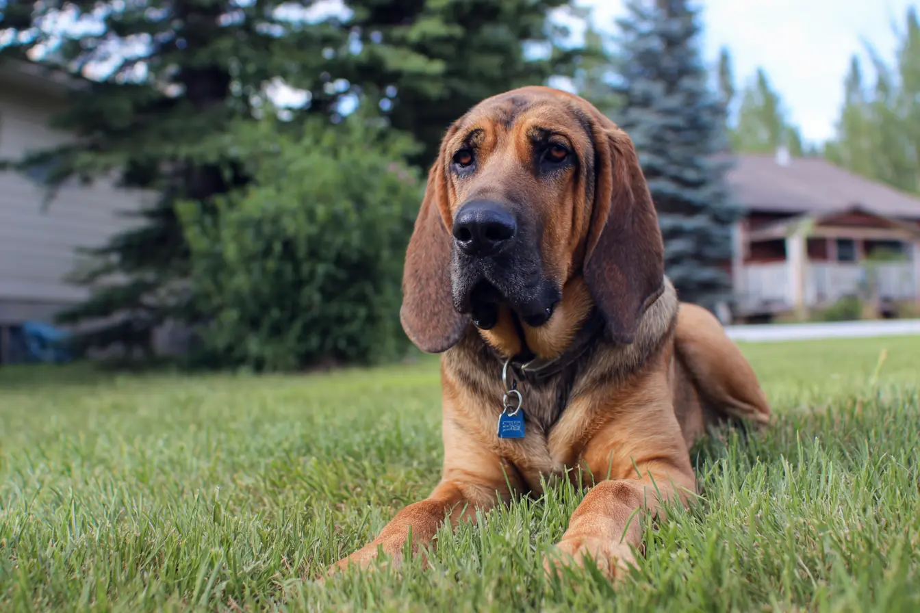 The Bloodhound: A Legendary Scent Tracker with a Gentle Soul