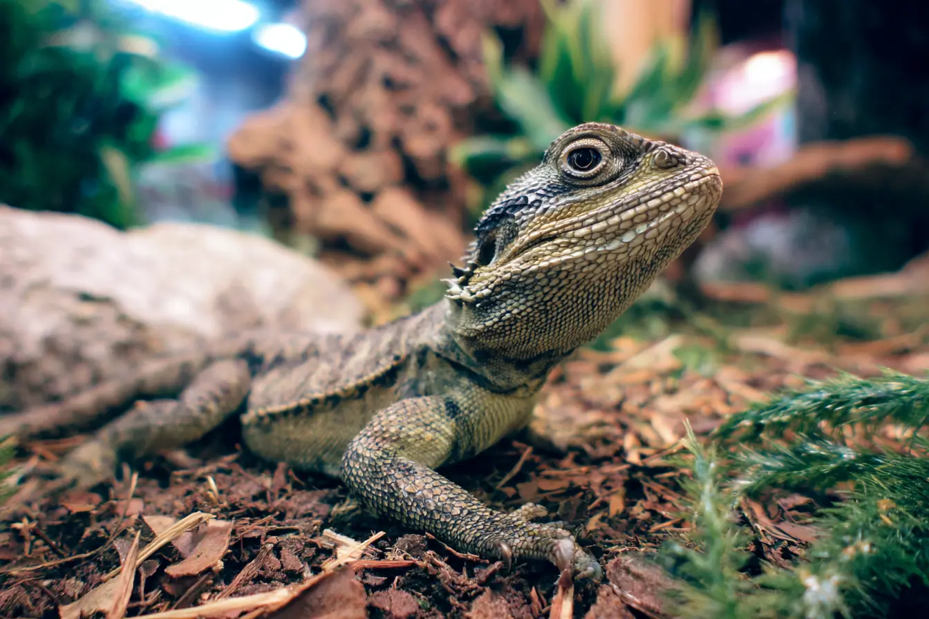 A Beginner's Guide to Feeding Your Pet Lizard