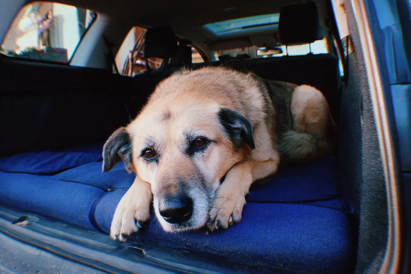 Travelling by Car With Your Dog: Legal Requirements and Safety Tips