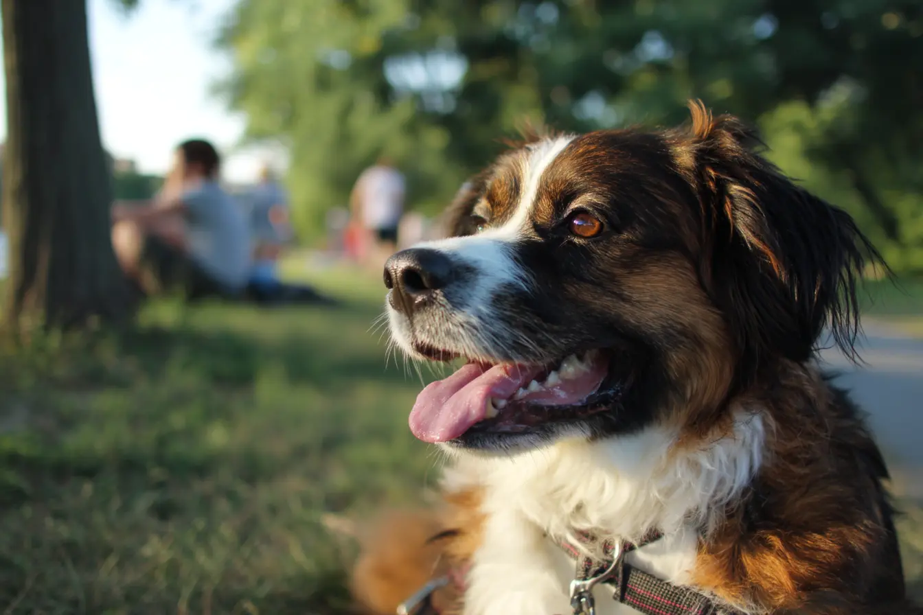 Vaccinations for Dogs in the UK
