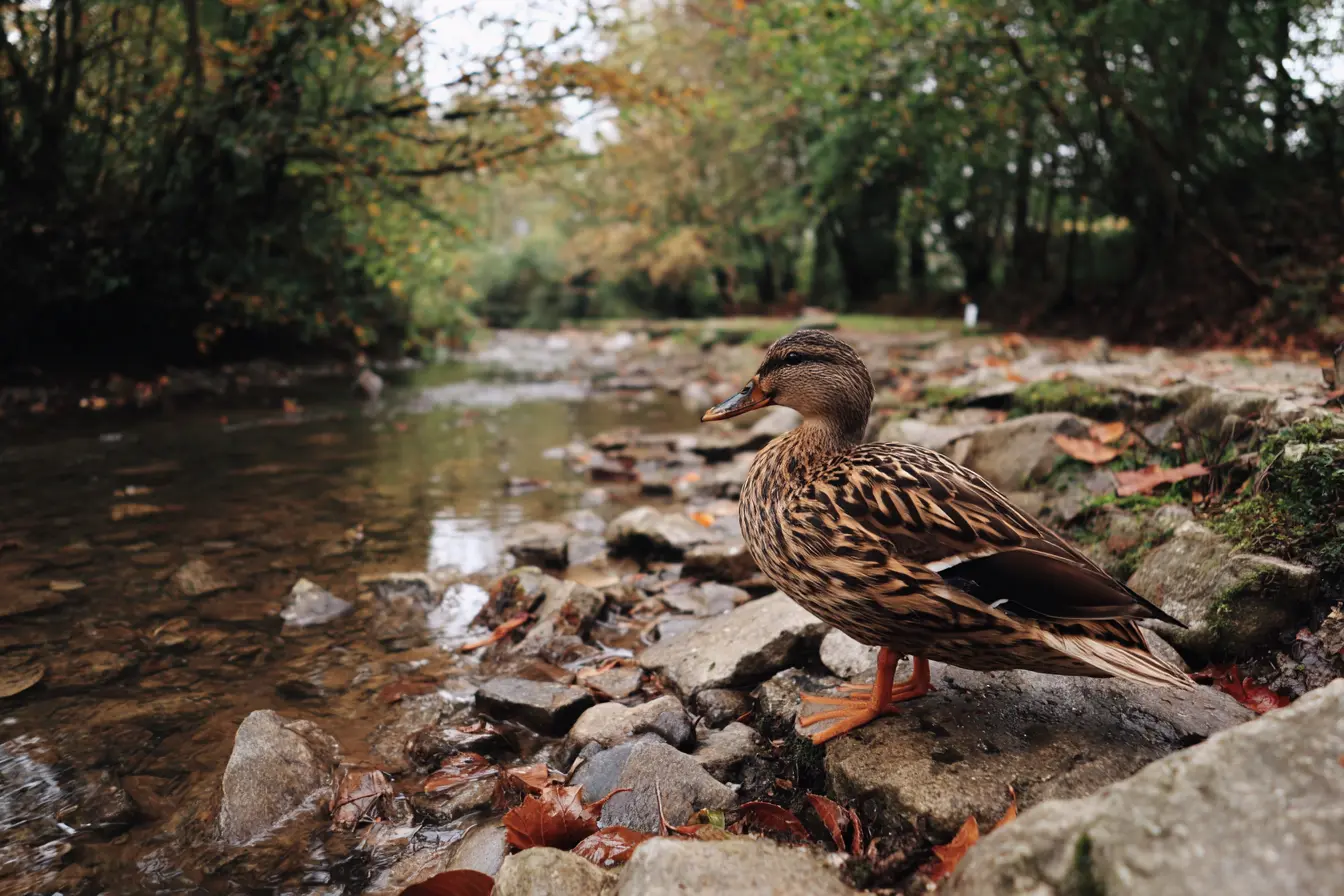 Understanding Different Types of Duck Eggs and What They Mean