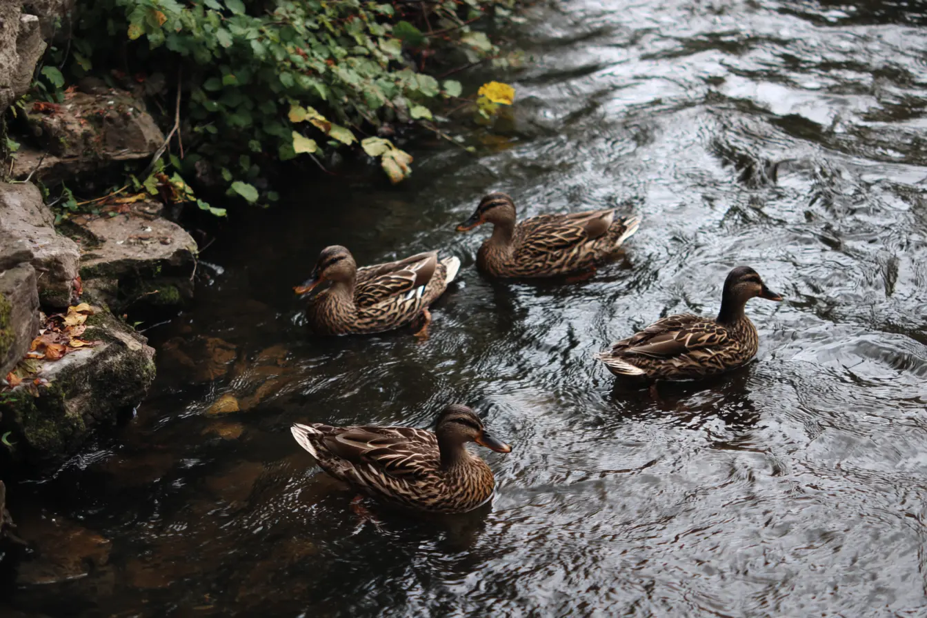 Common Health Conditions in Ducks