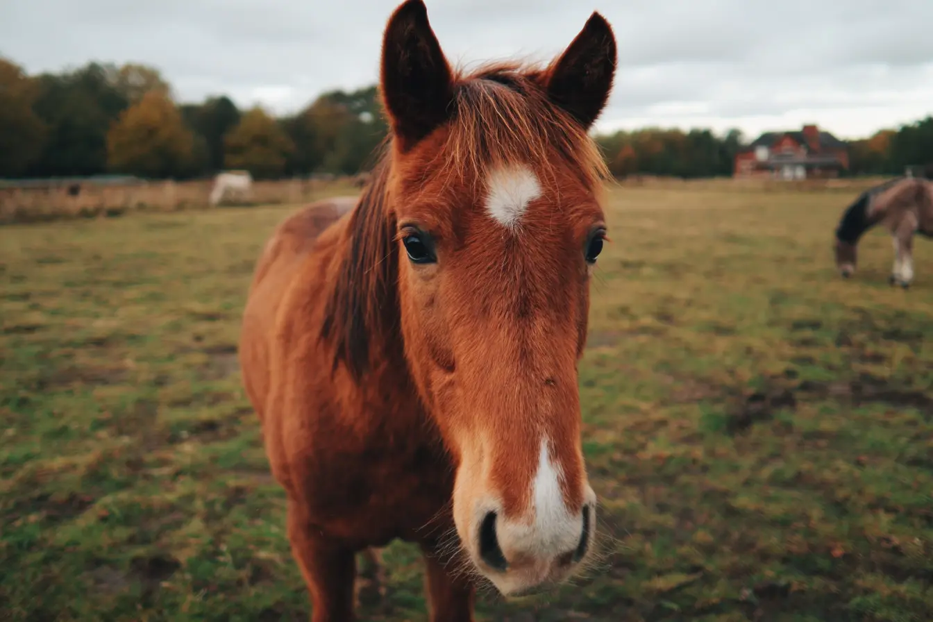 Strangles in Horses: What You Need to Know