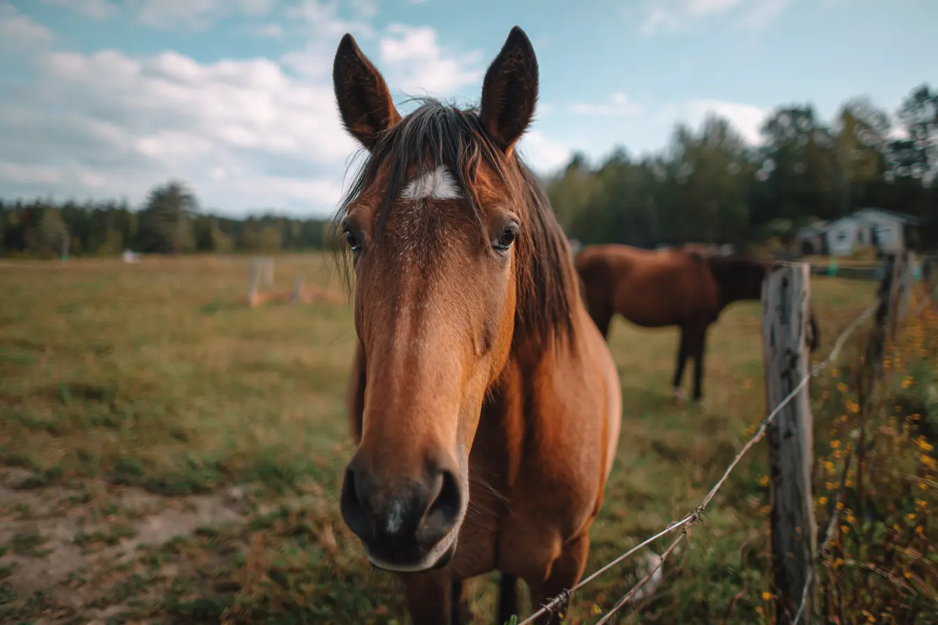Wobbler Syndrome in Horses: Causes, Symptoms, Diagnosis, Treatment, and Management