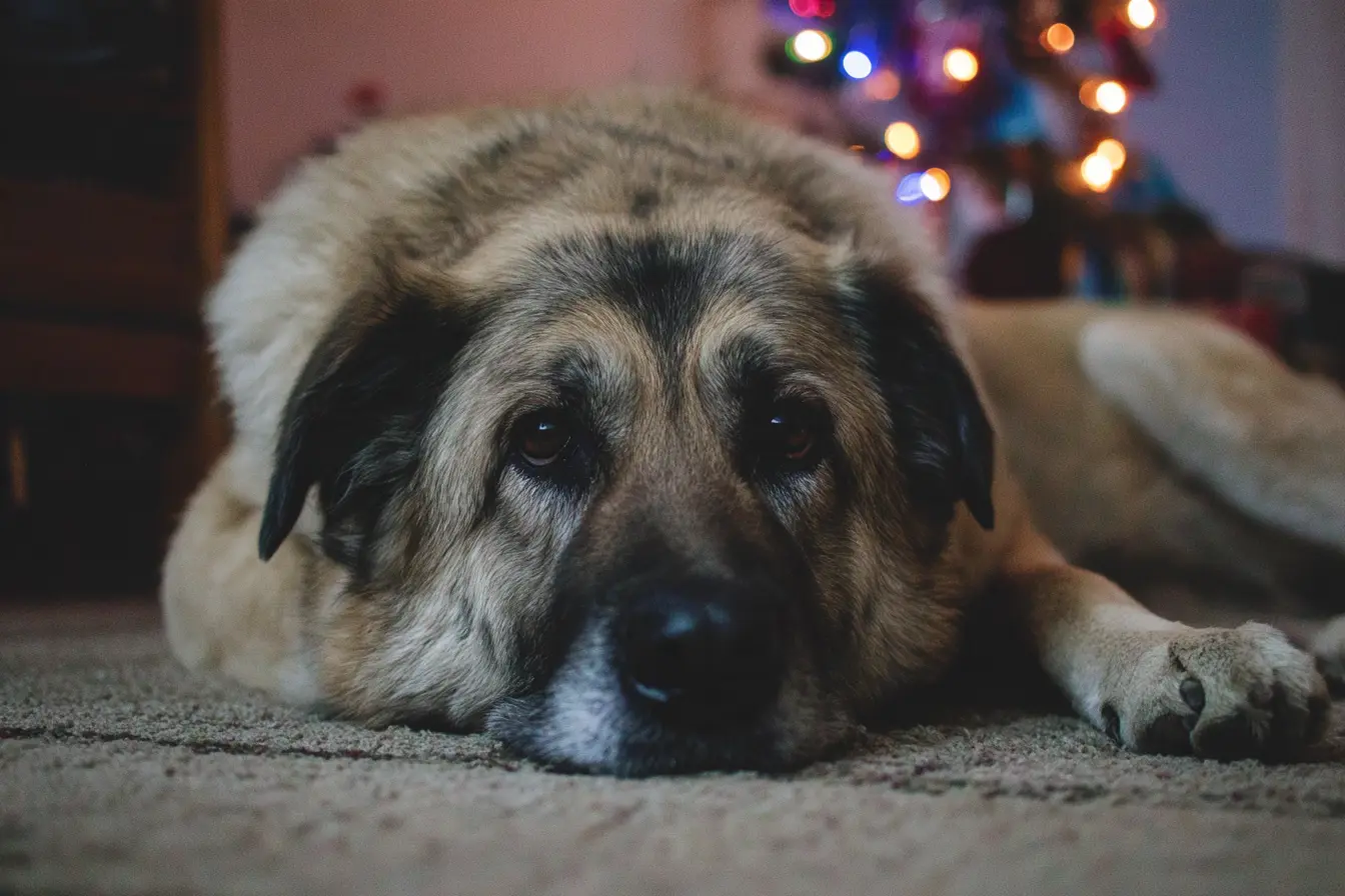 Pet Euthanasia: What to Expect When Your Pet Is Put to Sleep