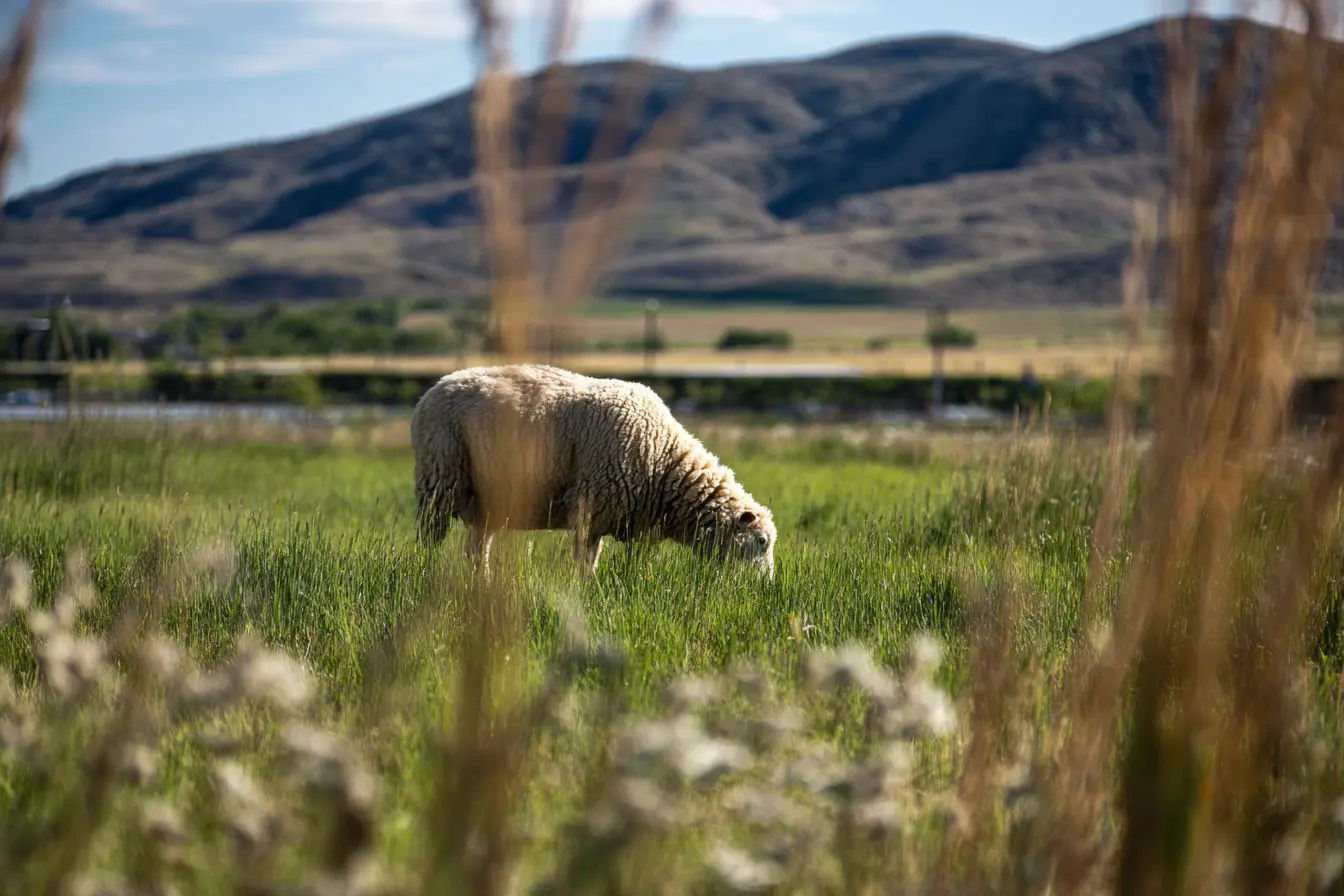 A Complete Guide to Castration in Sheep
