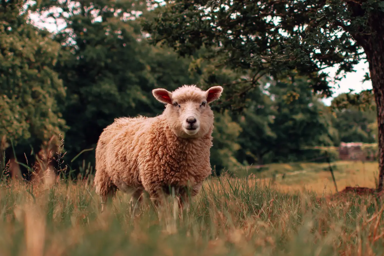 A Complete Guide to Caring for Southdown Sheep