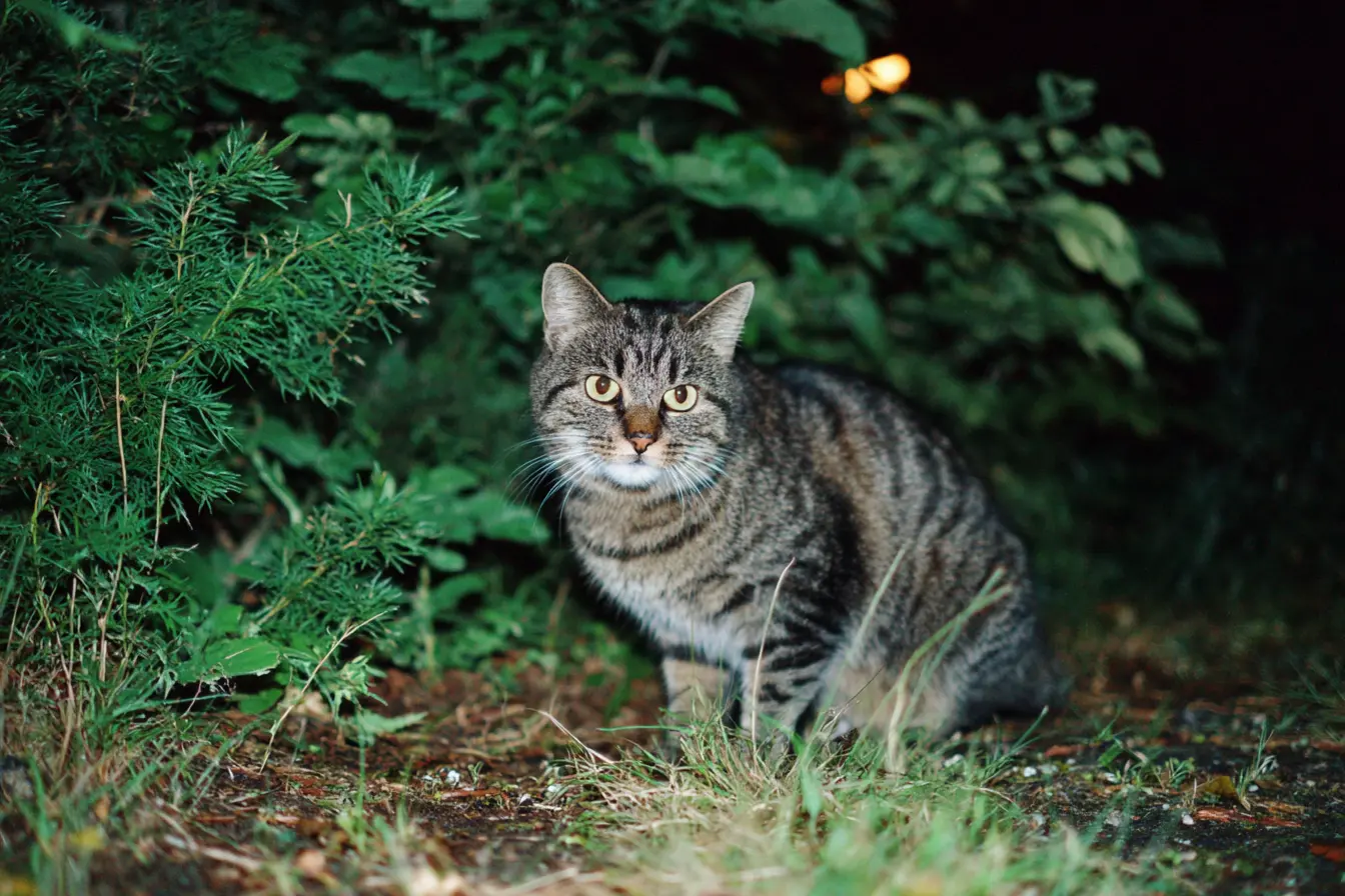 Are Foxes a Danger to Cats? A Detailed Guide for UK Cat Owners