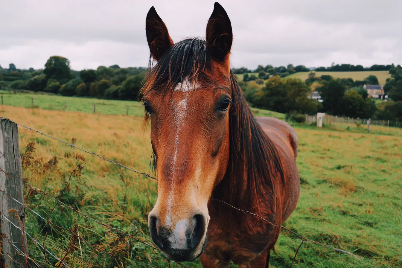 Unexplained Weight Loss in Horses: Causes, Symptoms, Diagnosis, and Management