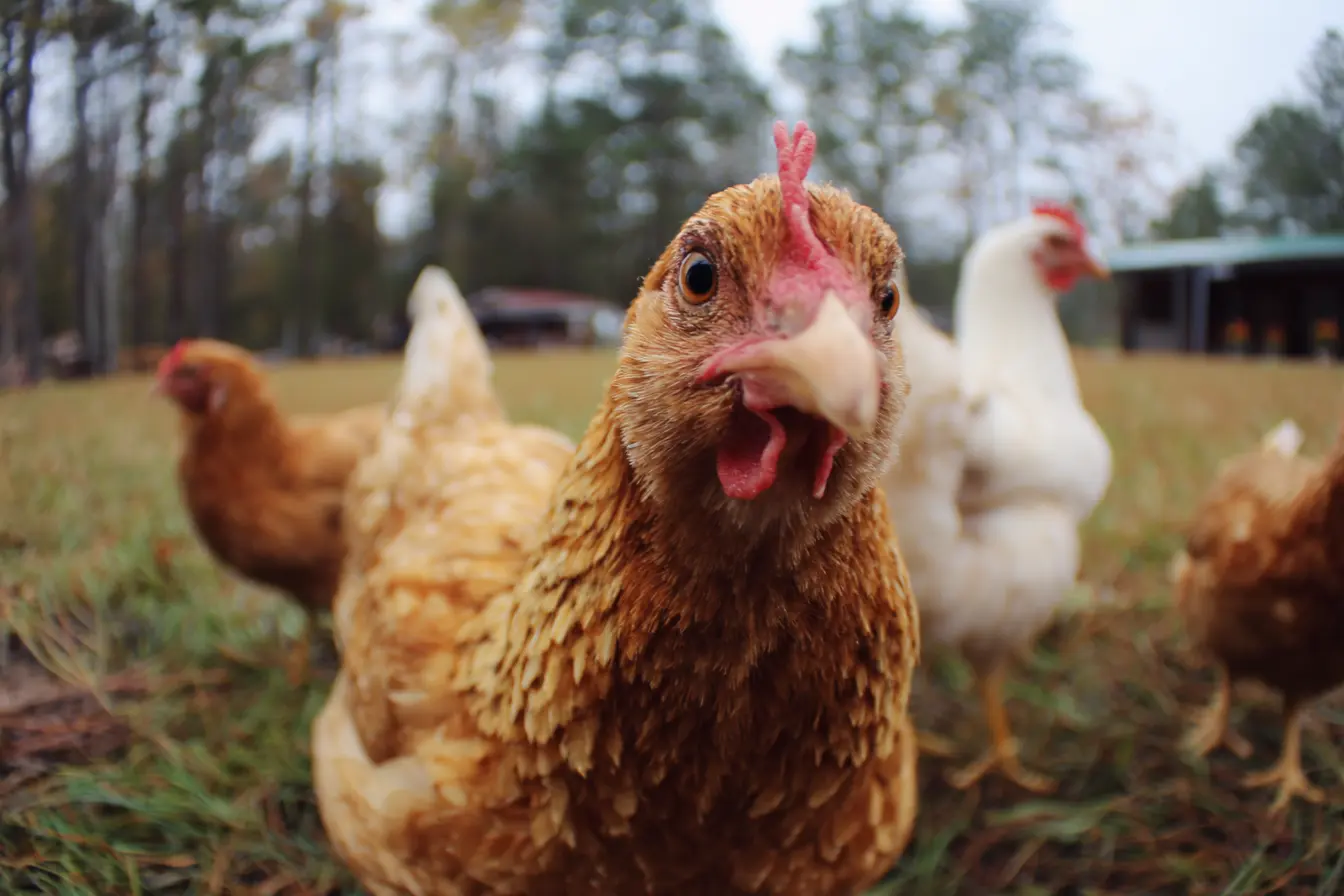 Sour Crop in Chickens: A Complete Guide