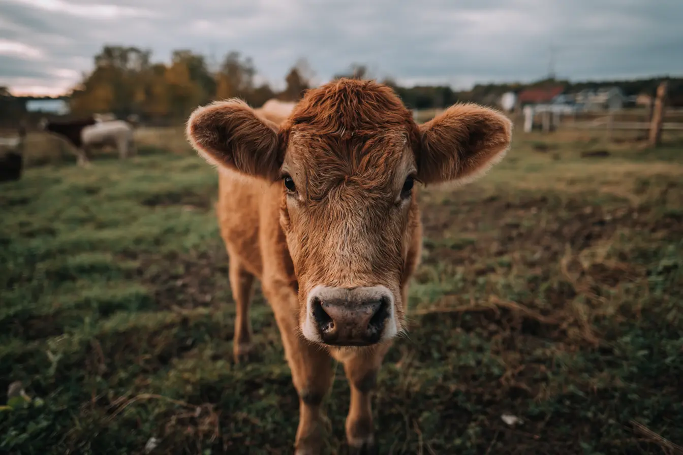 A Complete Guide to Blackleg in Cattle