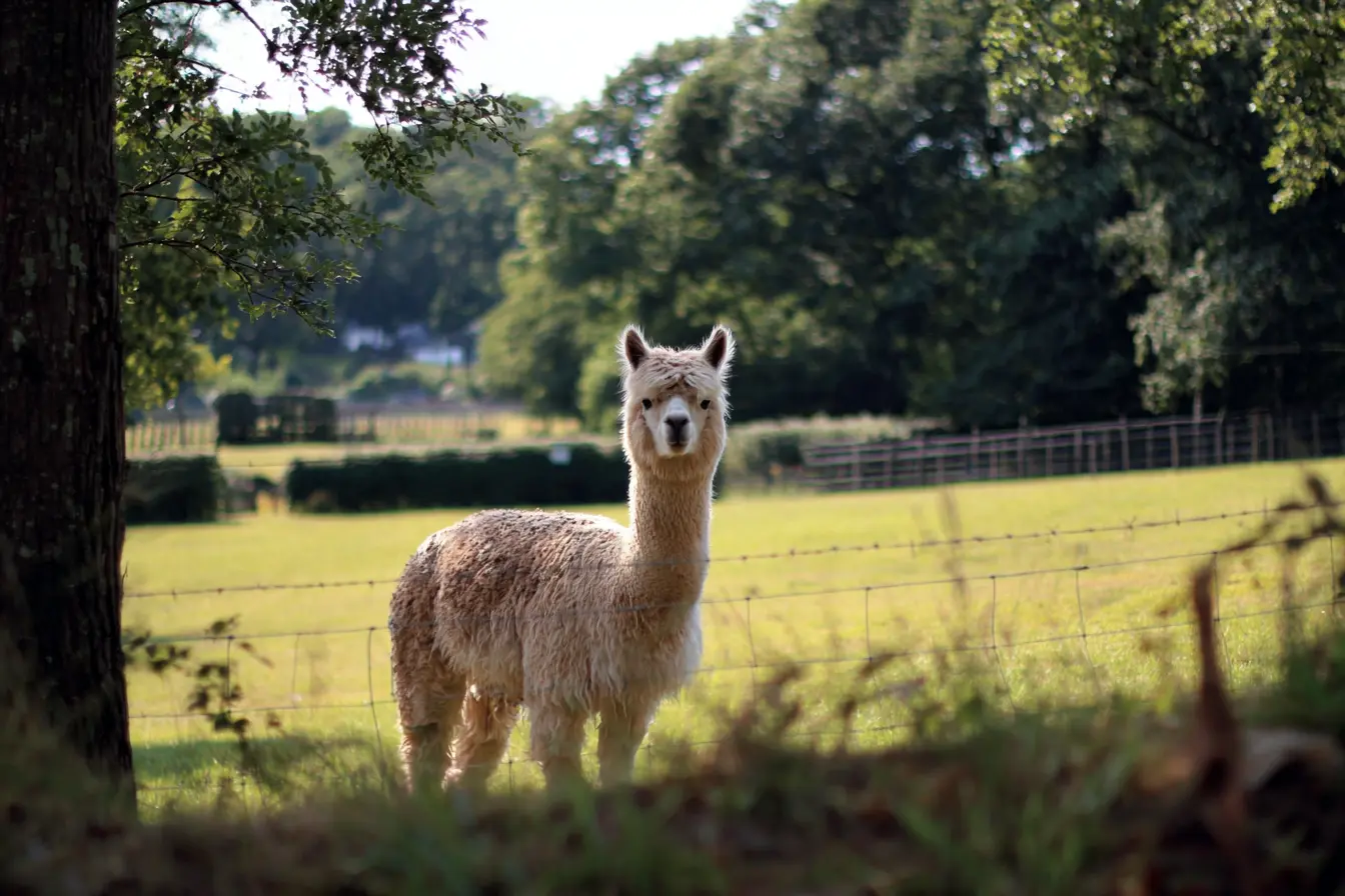 A Complete Guide to Handling and Restraining Alpacas