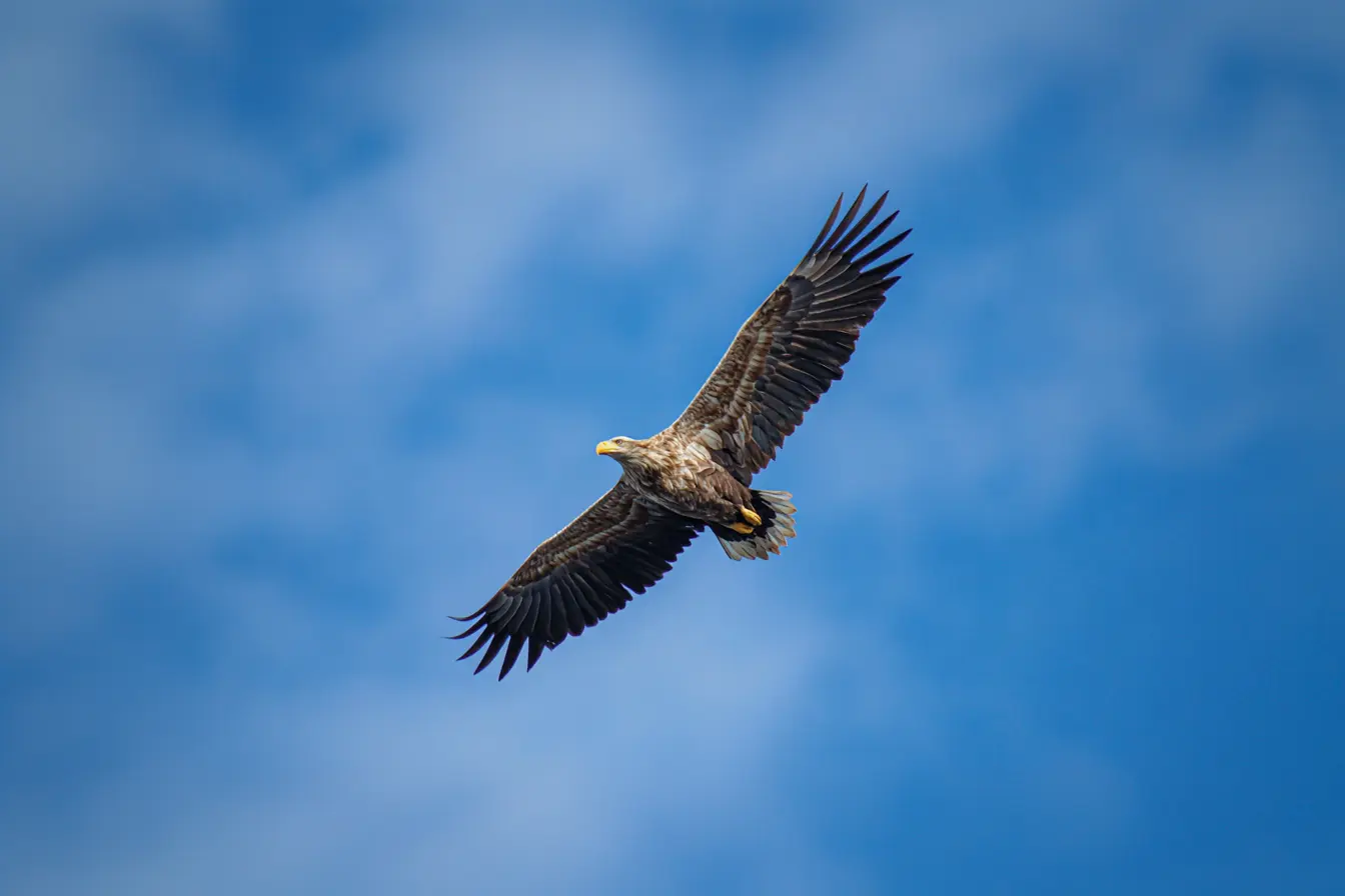 Sea Eagle Predation in Scotland: A Growing Challenge for Livestock Farmers