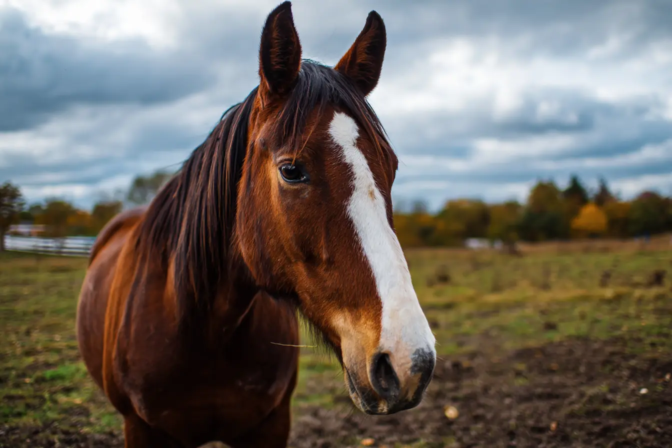 How to Check a Horse for Parasites