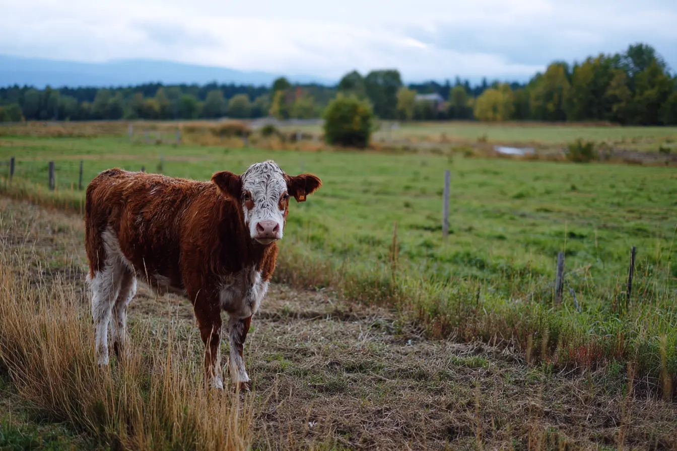 A Complete Guide to Clostridial Diseases in Cattle A Complete Guide to Clostridial Diseases in Cattle