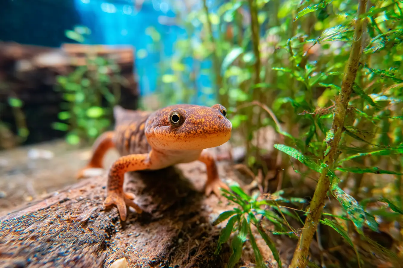 The Complete Guide to Caring for a Paddle-Tail Newt