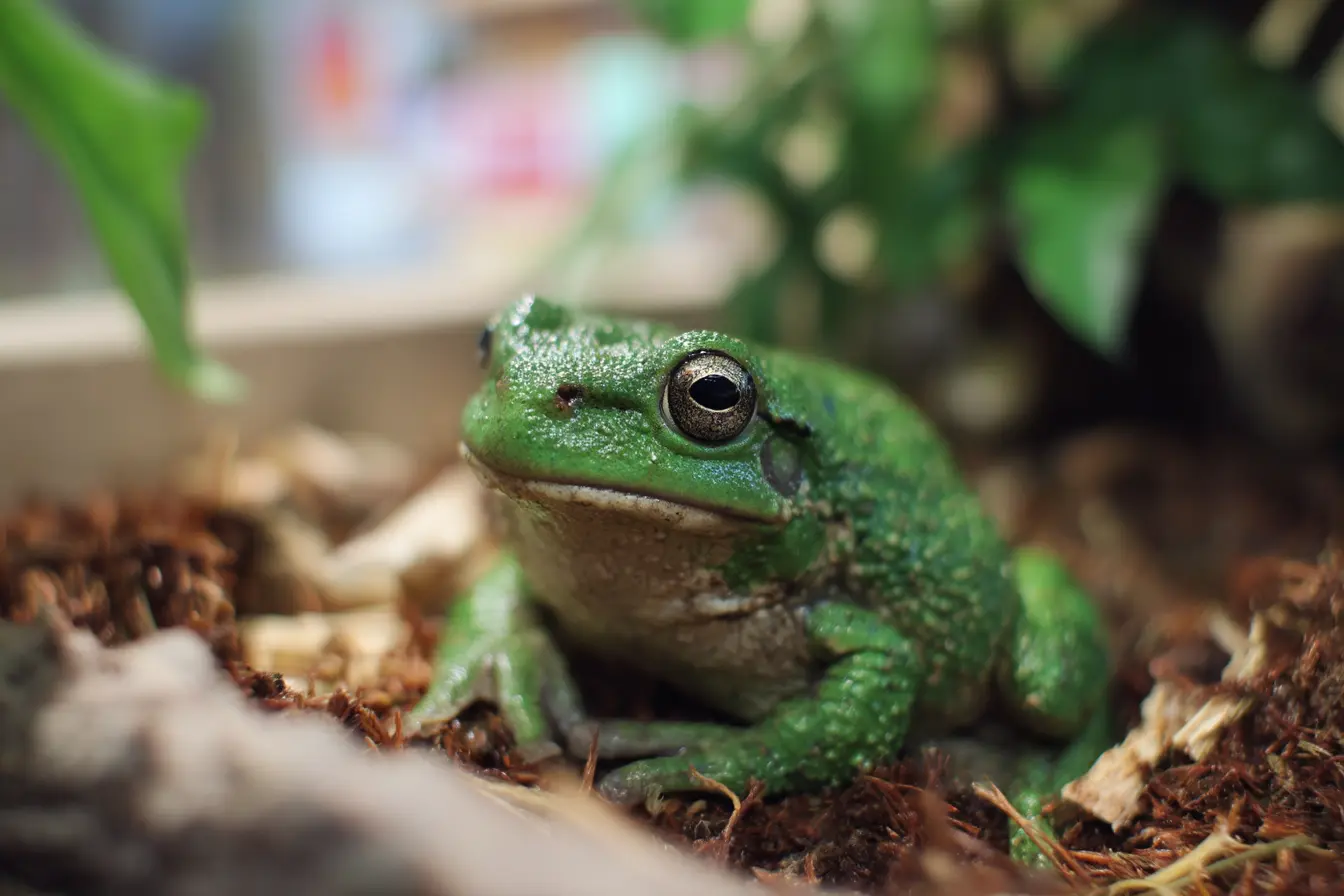 Common Ailments in Frogs: A Guide for Owners