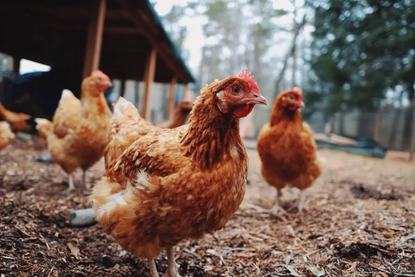 What Vegetables Can Chickens Eat?