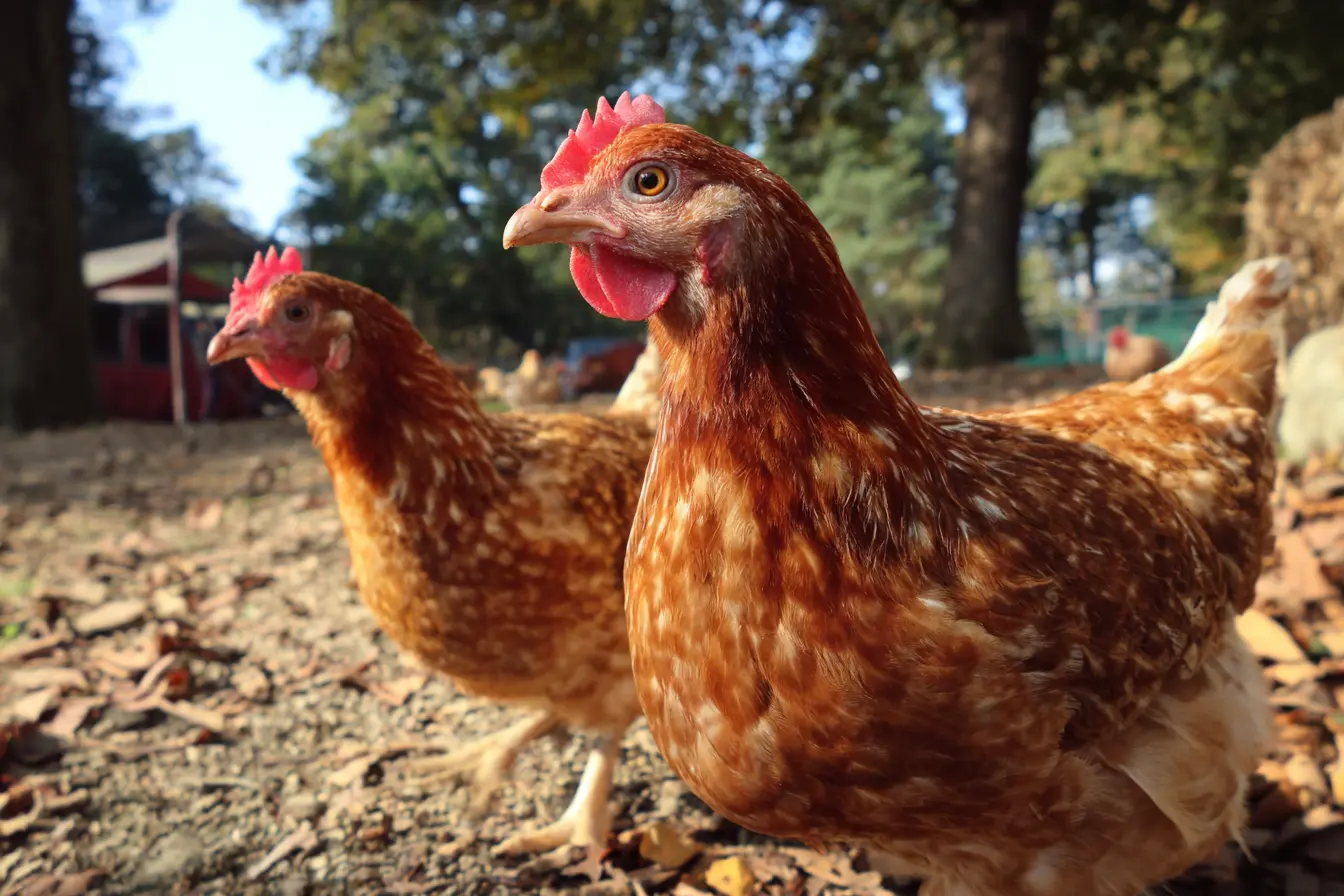 Botulism in Chickens: A Complete Guide