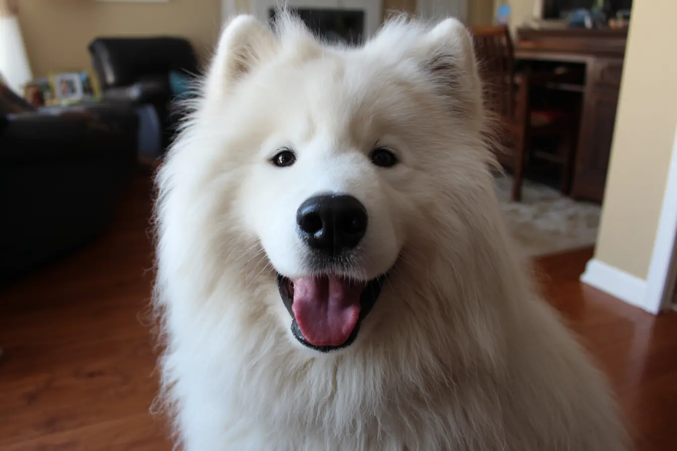 Glaucoma in Dogs: Causes, Symptoms, Treatment, and Prevention