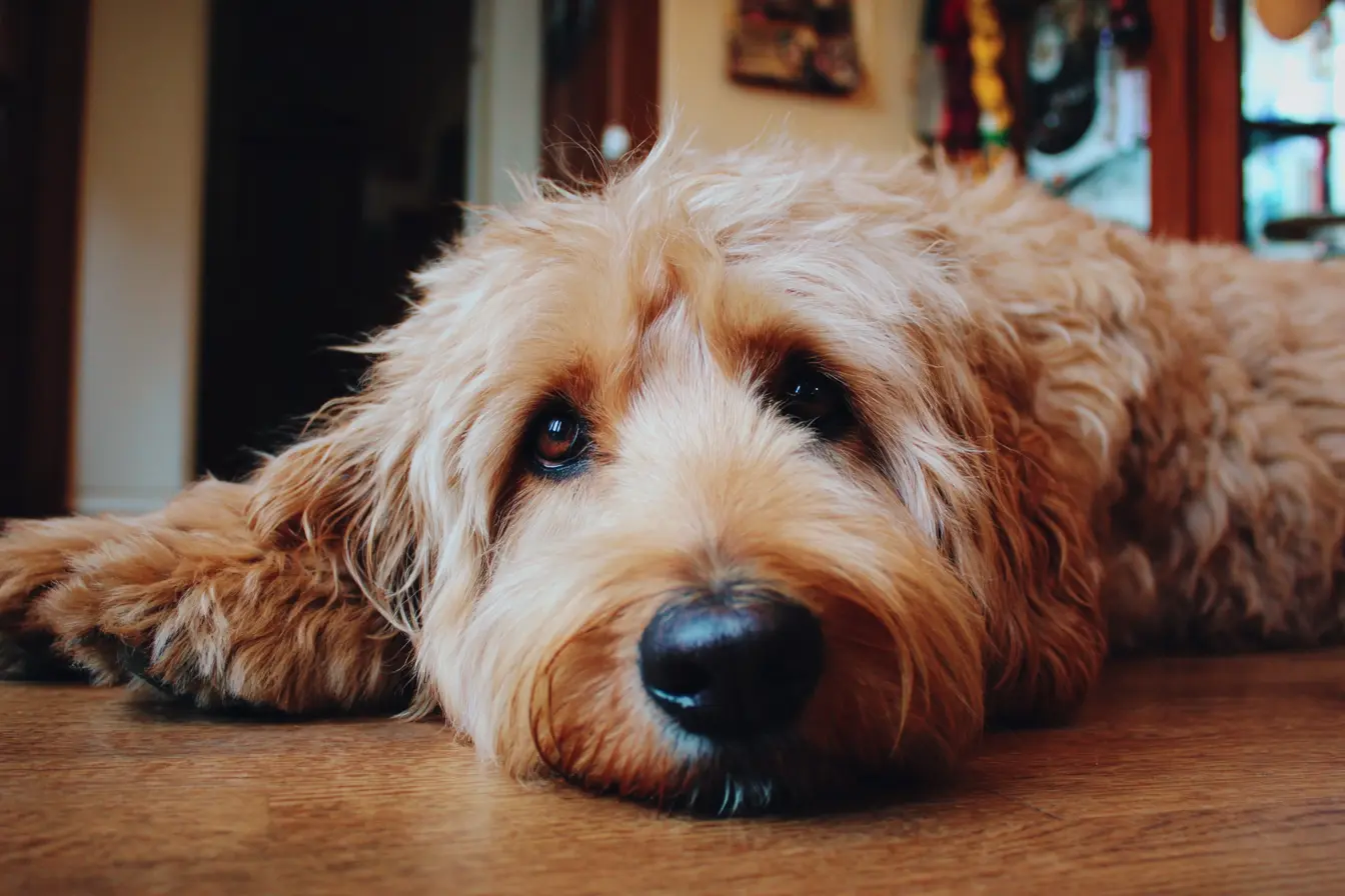 Understanding the Animal Welfare Act 2006