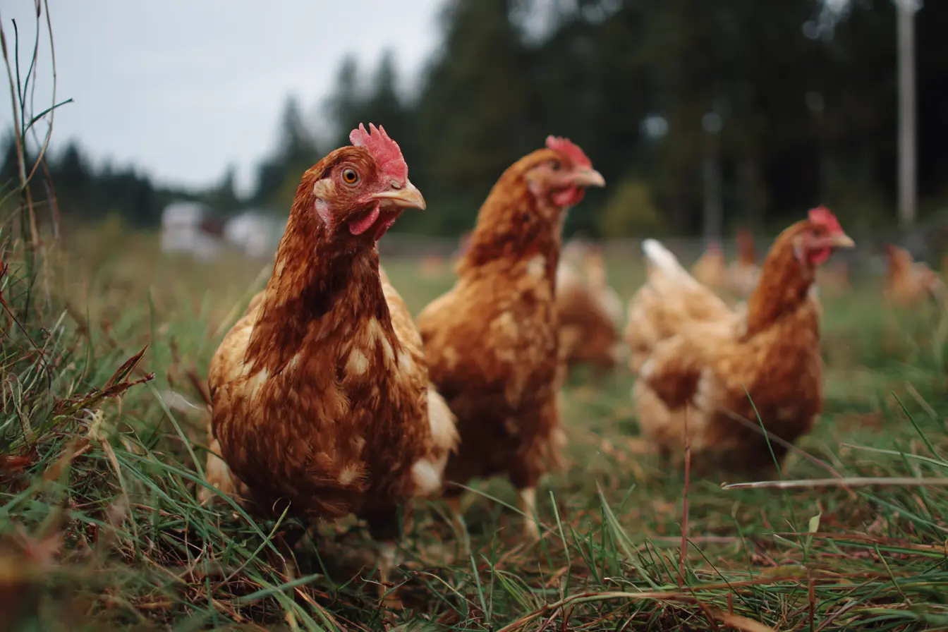 Fowl Pox in Chickens