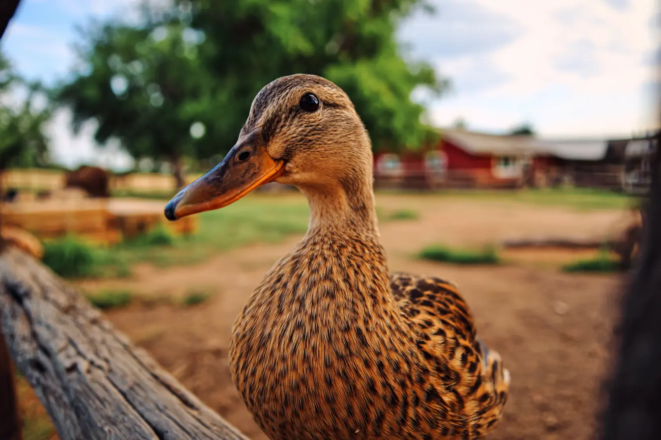 A Complete Guide to Deworming Ducks: What Every Keeper Should Know A Complete Guide to Deworming Ducks: What Every Keeper Should Know