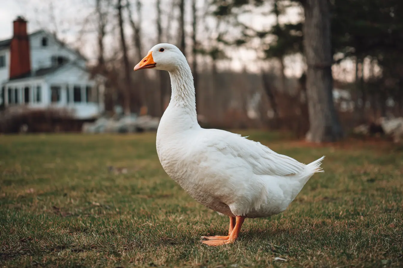 Understanding Different Types of Goose Eggs Understanding Different Types of Goose Eggs