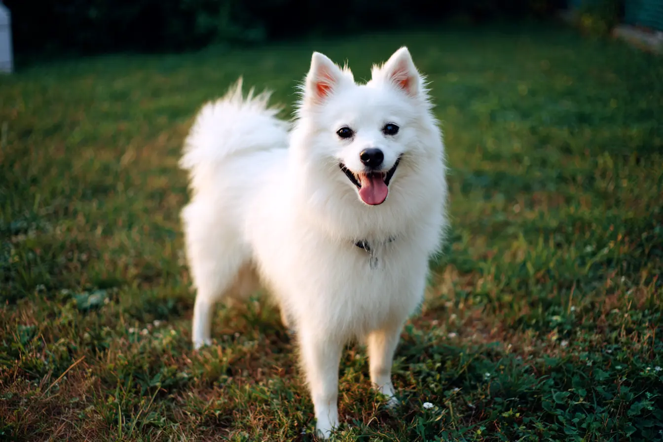 The Japanese Spitz: The Cloud of Joy