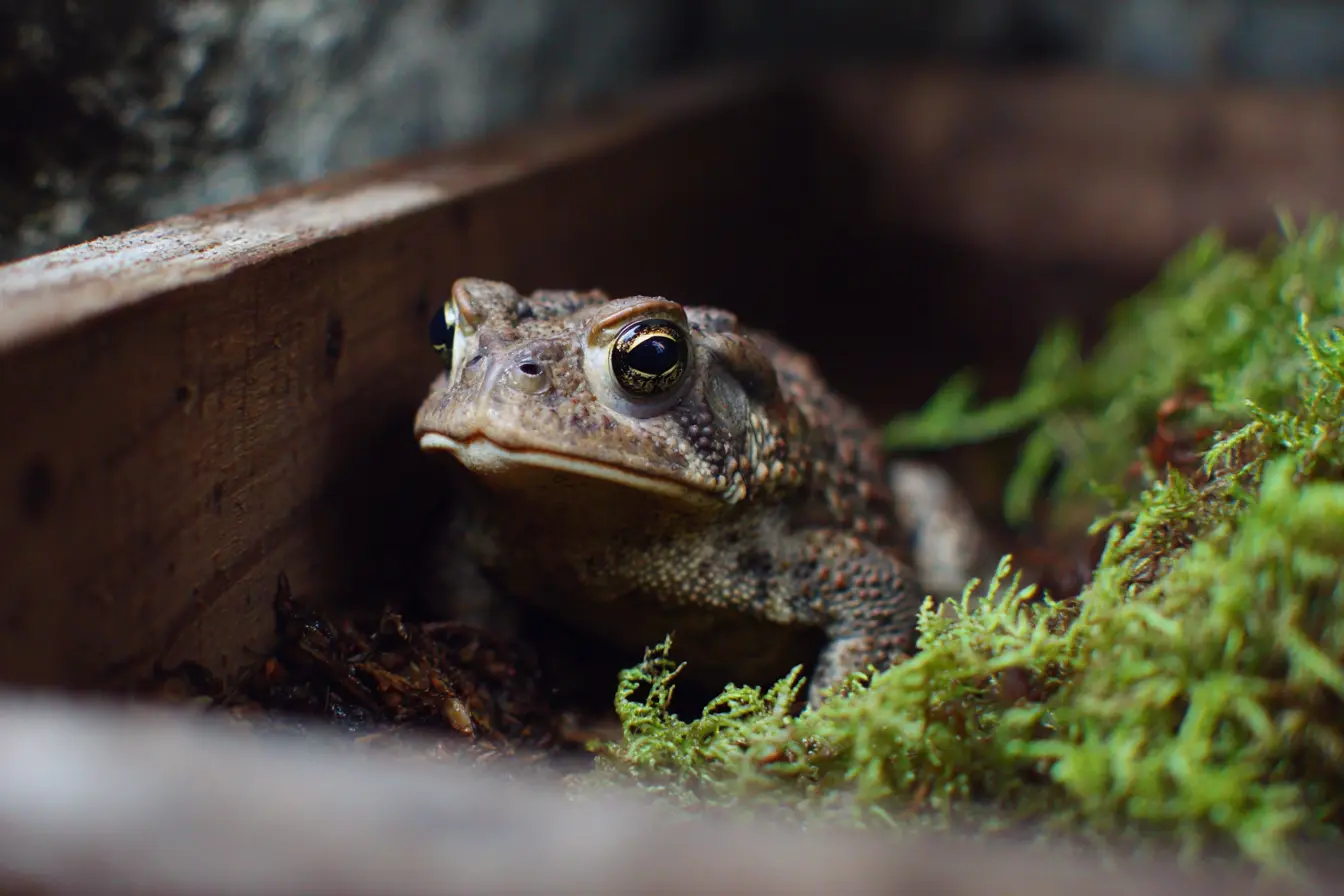 Common Ailments in Toads