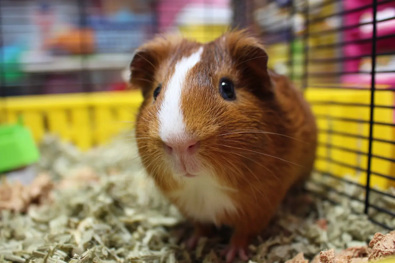 Choosing the Right Cage for Pet Guinea Pigs Choosing the Right Cage for Pet Guinea Pigs