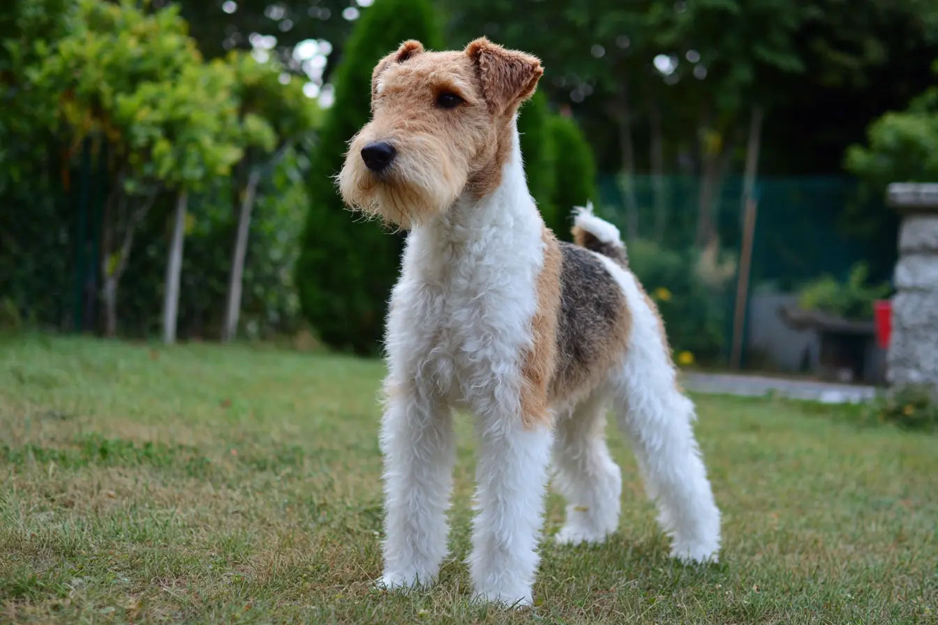 The Terrier Group: Fearless, Energetic, and Full of Character