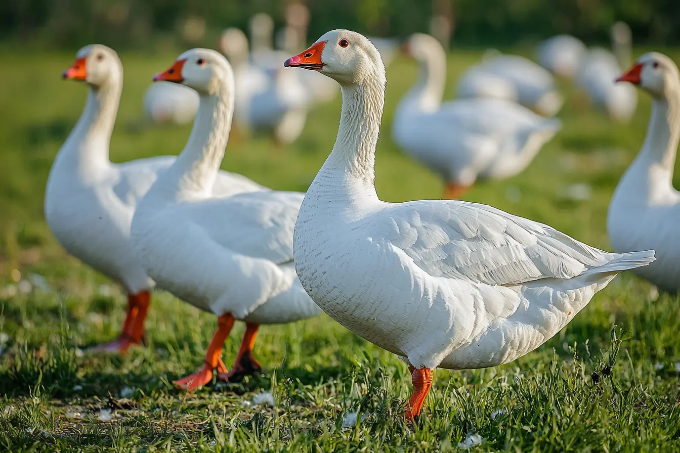 A Complete Guide to Keeping Embden Geese