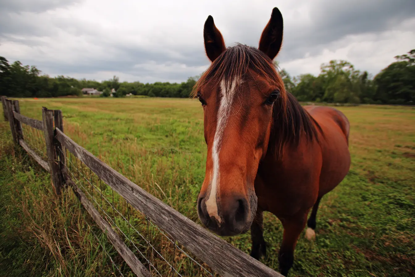Understanding Wind Sucking and Crib Biting in Horses