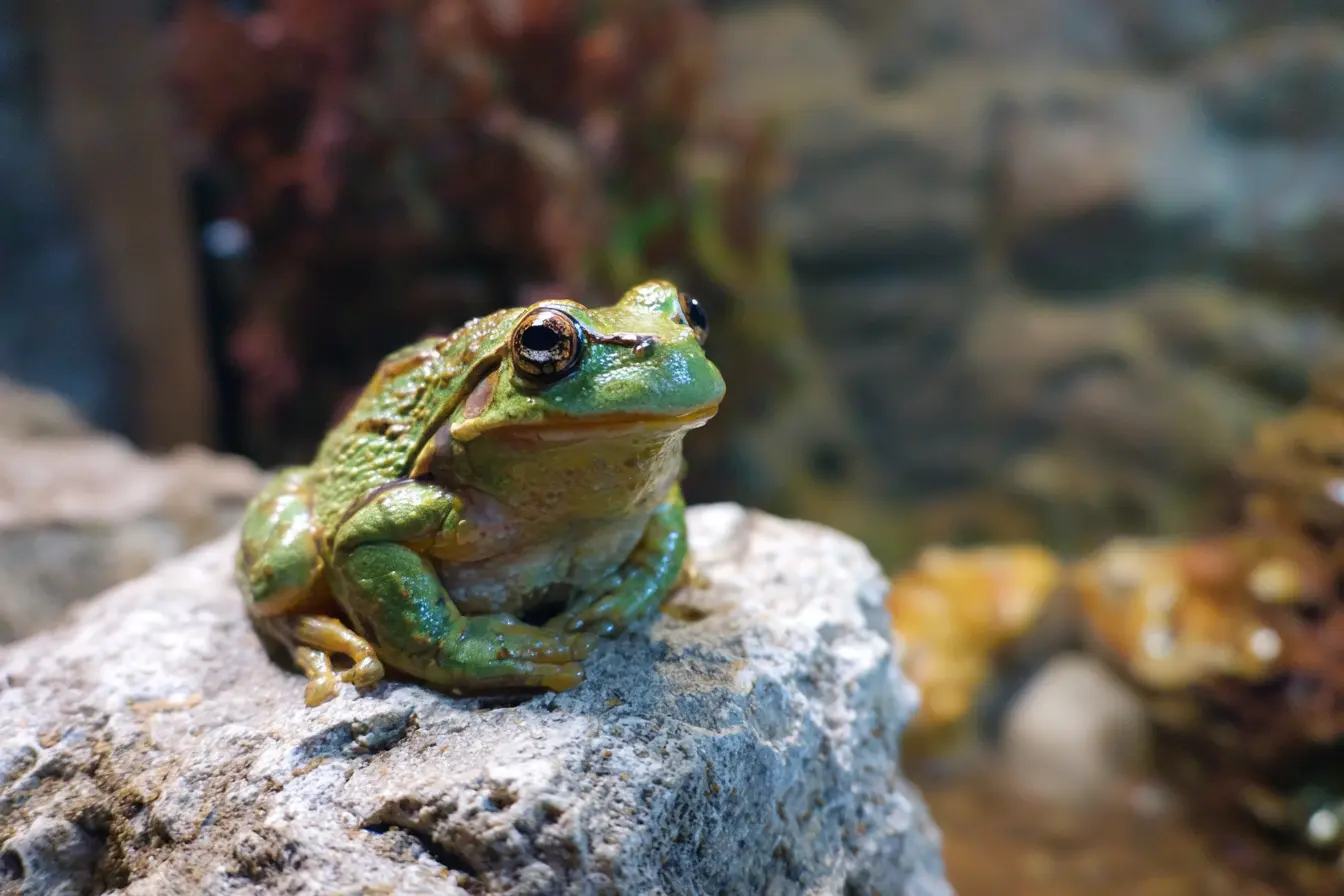 How to Set Up a Terrarium for Terrestrial Species