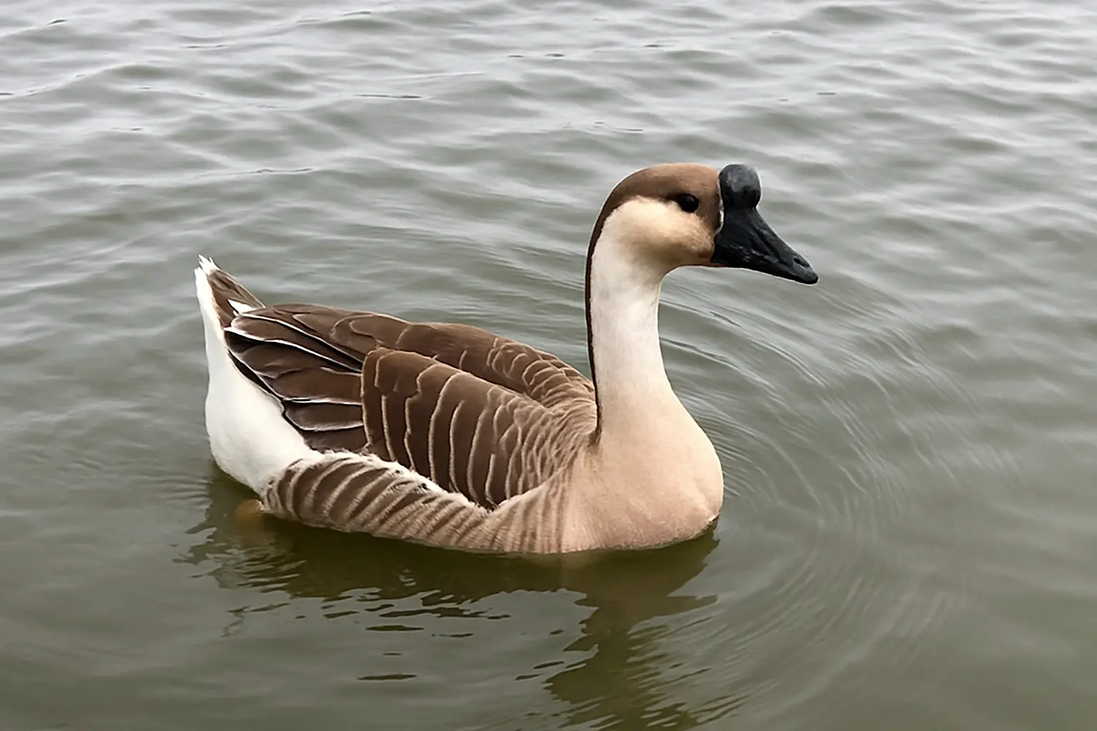 A Complete Guide to Keeping African Geese