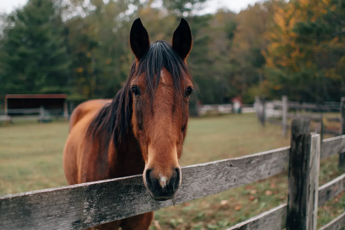 A Complete Guide to Castration in Horses