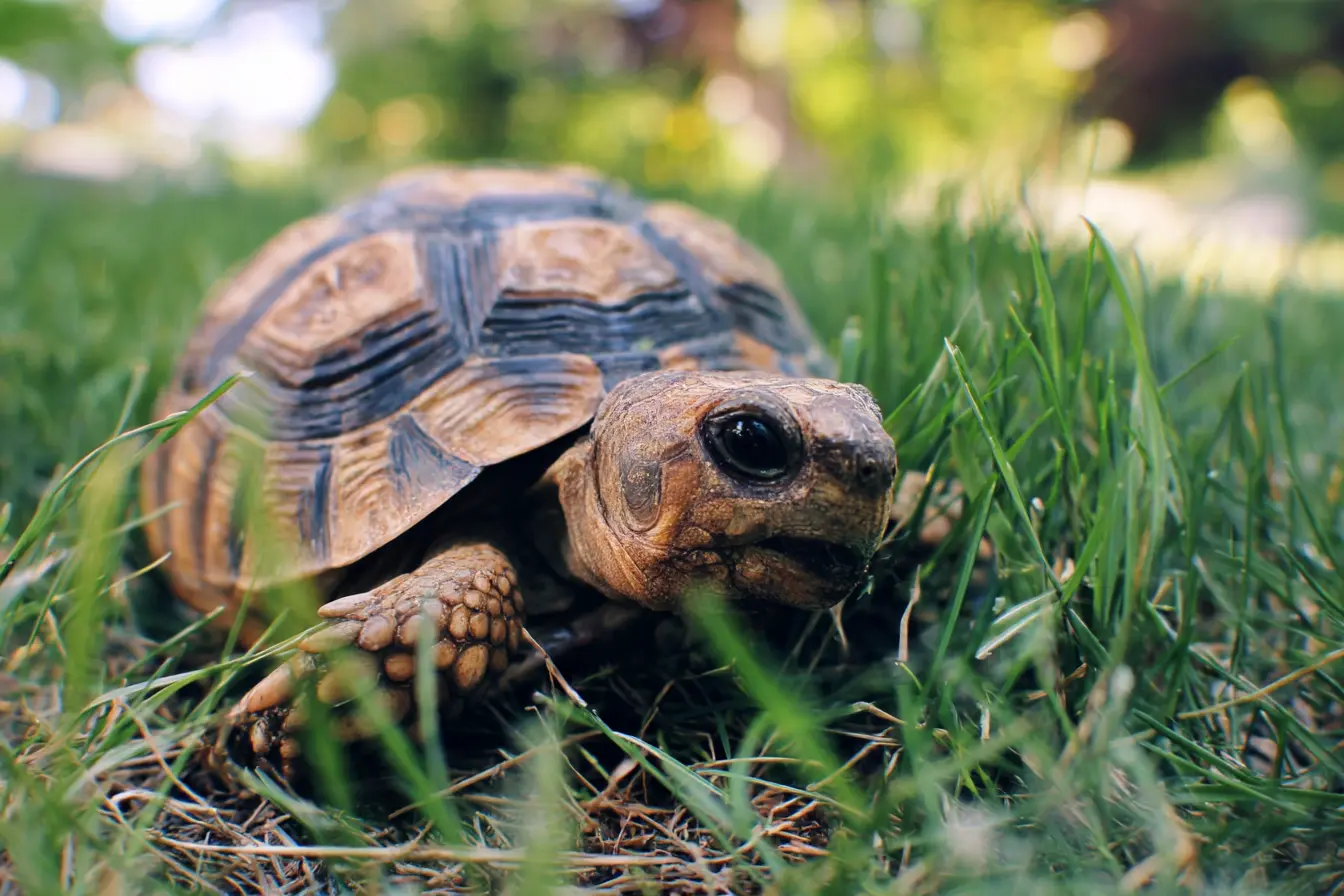 The Complete Guide to Deworming Tortoises