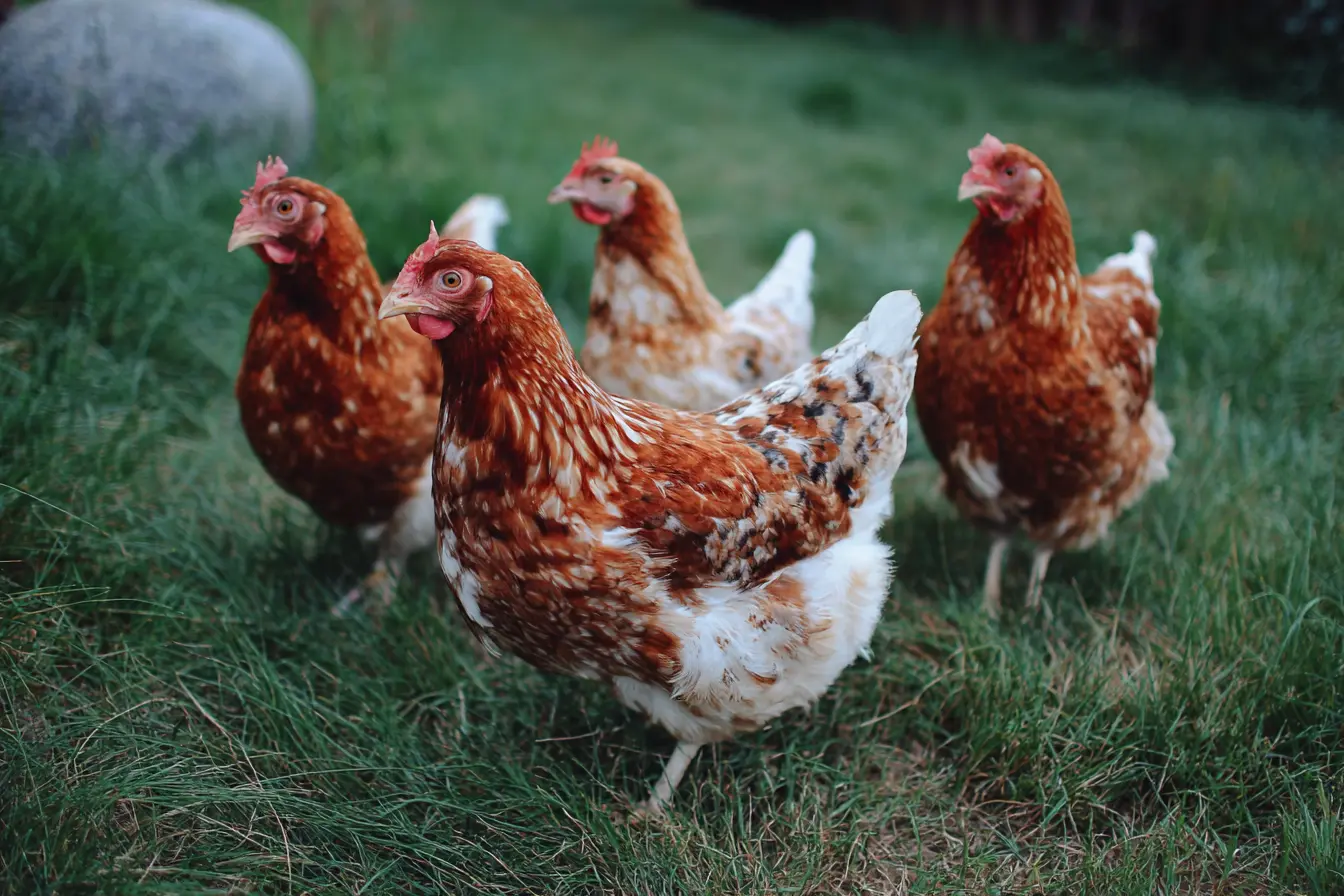 What Fruits Can Chickens Eat?