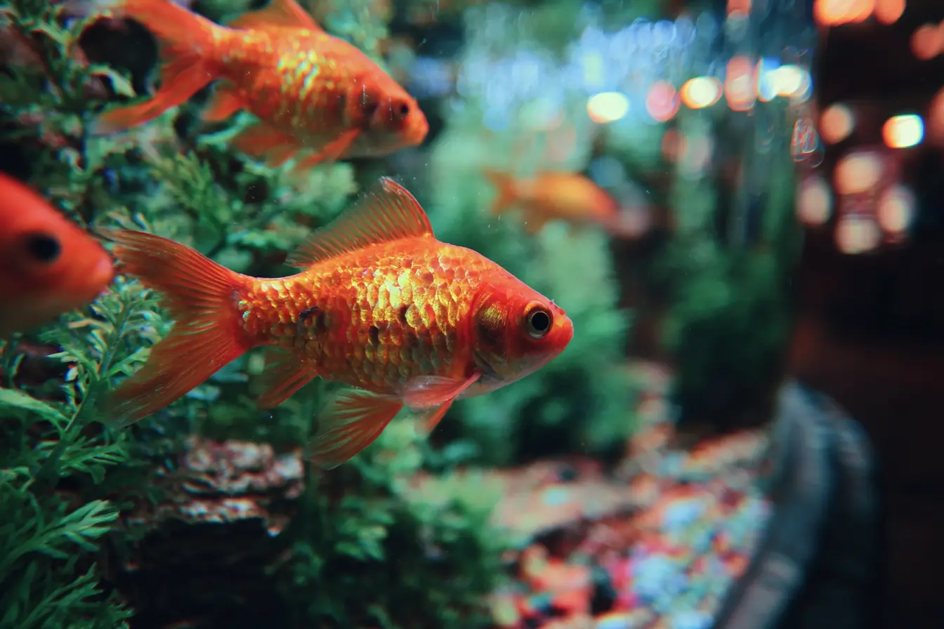 Understanding and Managing Dropsy in Aquarium Fish