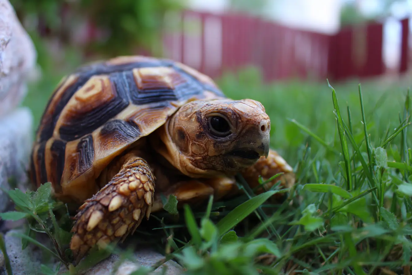 Russian Tortoise Care Guide: Everything New Owners Need to Know