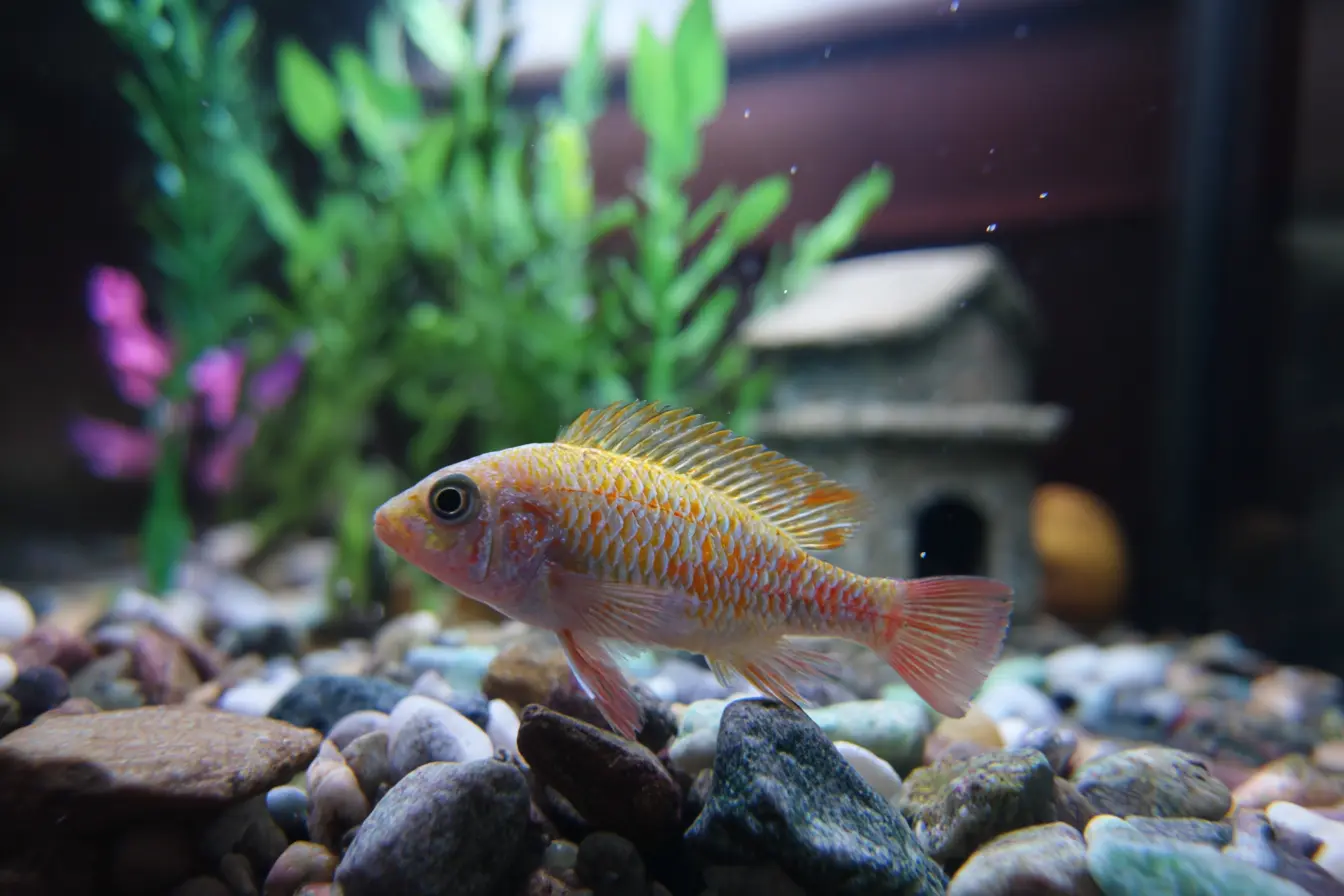 How to Treat Fin Rot in Aquarium Fish