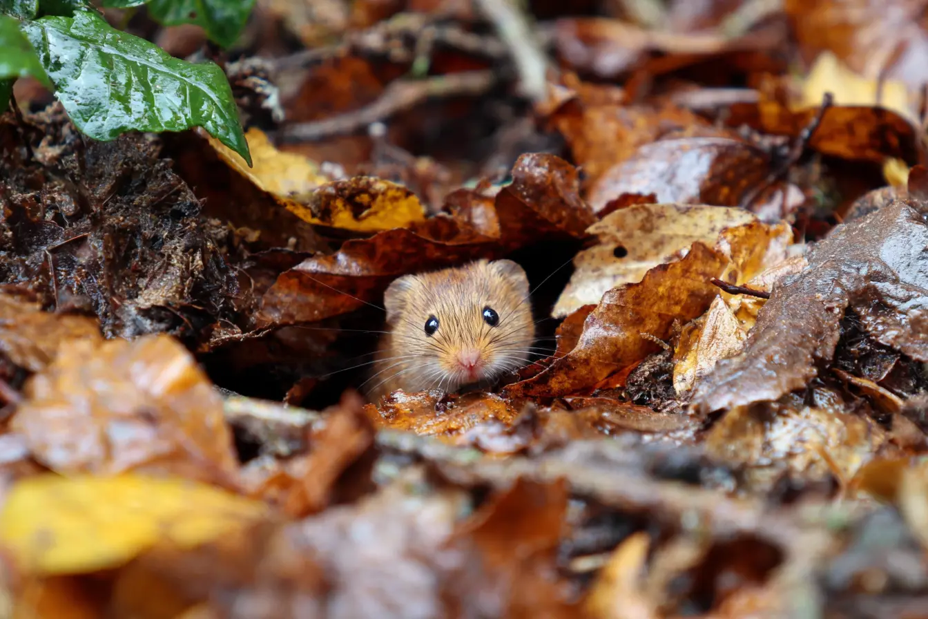 Dormice in the UK