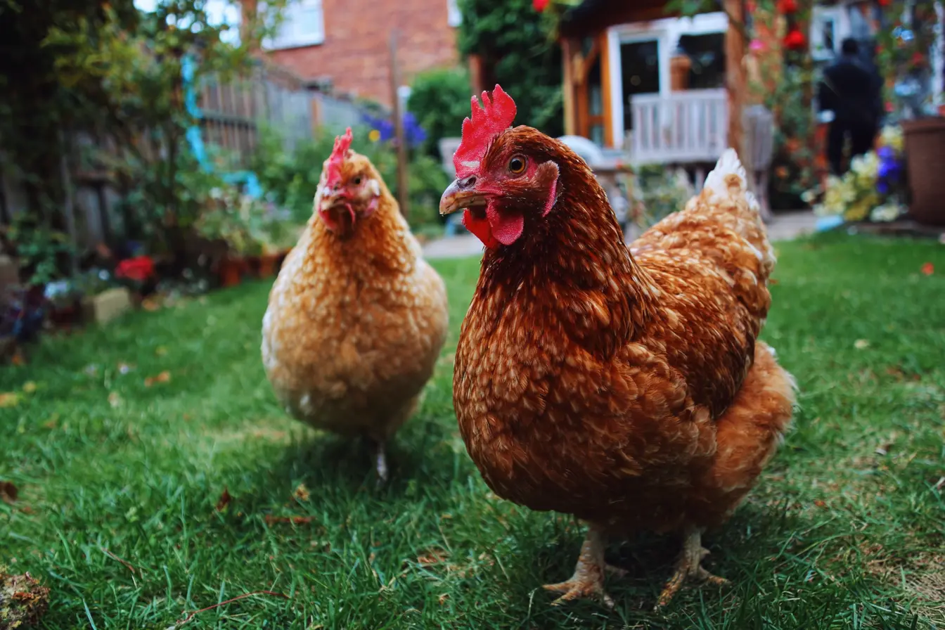 How to Care for Mature Chickens in Your Backyard Flock