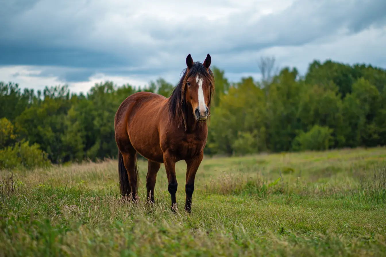 Keeping a Stallion: Everything You Need to Know