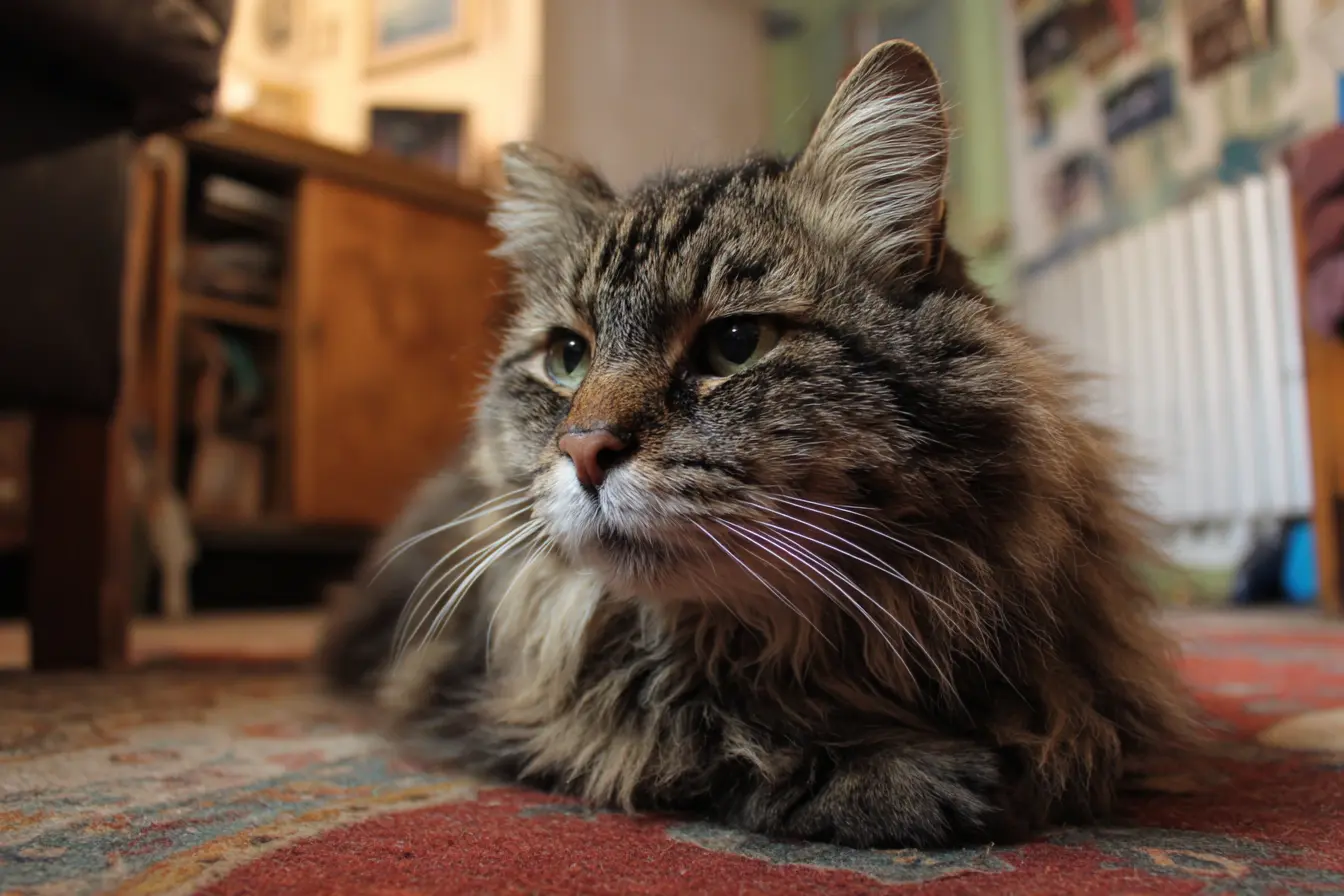 Caring for an Ageing or Elderly Cat