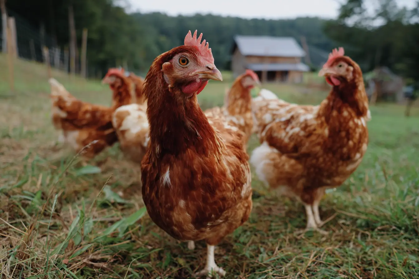 A Complete Guide to Keeping ISA Brown Chickens