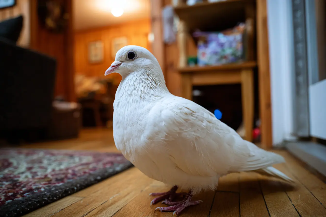 The Ultimate Guide to Owning Doves